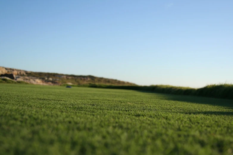 a grassy area with some green bushes and one bird flying in the air