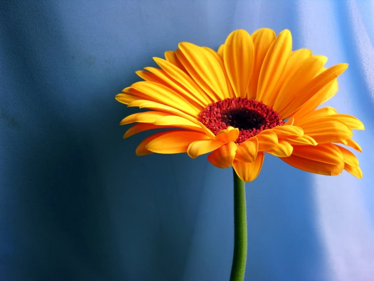 a single yellow flower stands in front of a blue backdrop