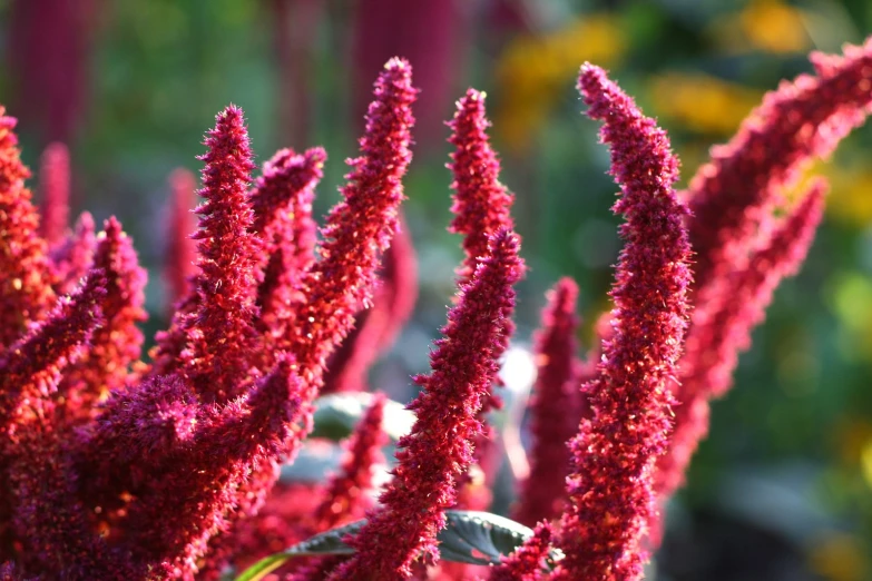 some very pretty flowers by some colorful flowers