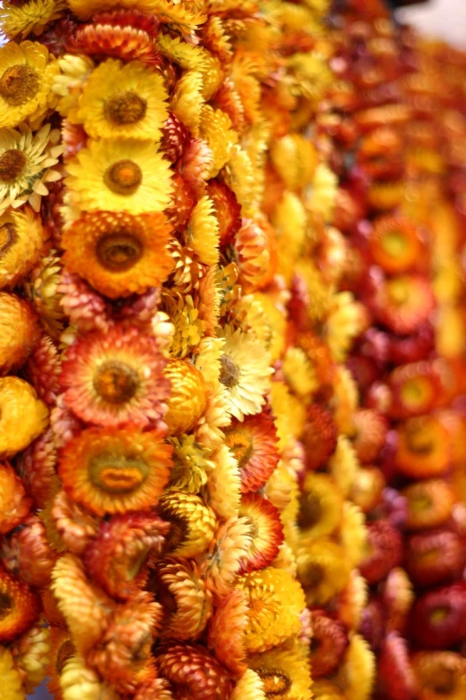 the flowers are arranged into many rows