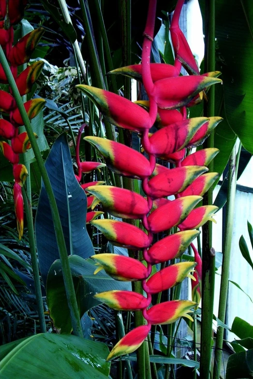 red flowers are blooming in a lush, tropical setting