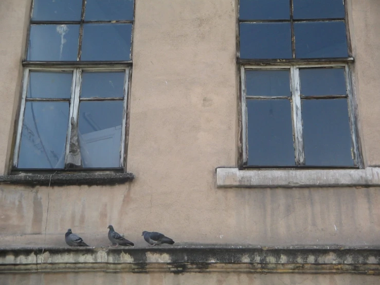 birds standing in front of two windows in a building