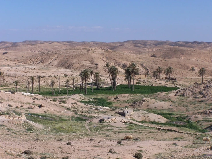a desert view with palm trees on the land