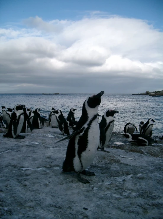 penguins are seen on the beach and one is standing with its front paws up