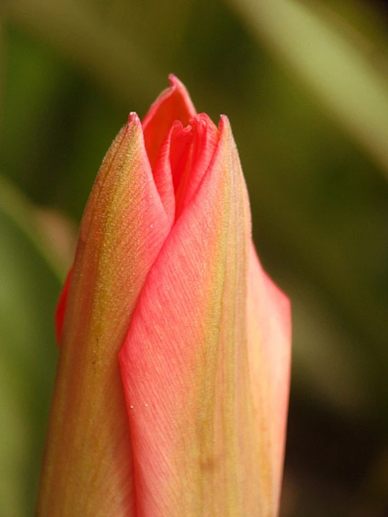 the back side of a tulip's pink petals