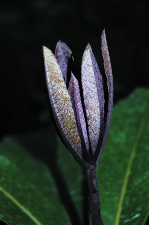 the large purple flower is growing through the green leaves