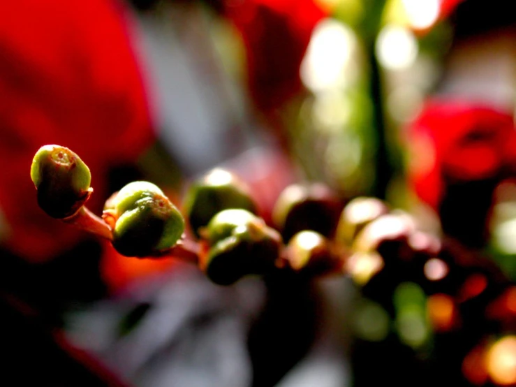 buds on a plant being held by an individual