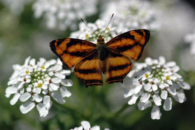 a tiger erfly is perched on the flower