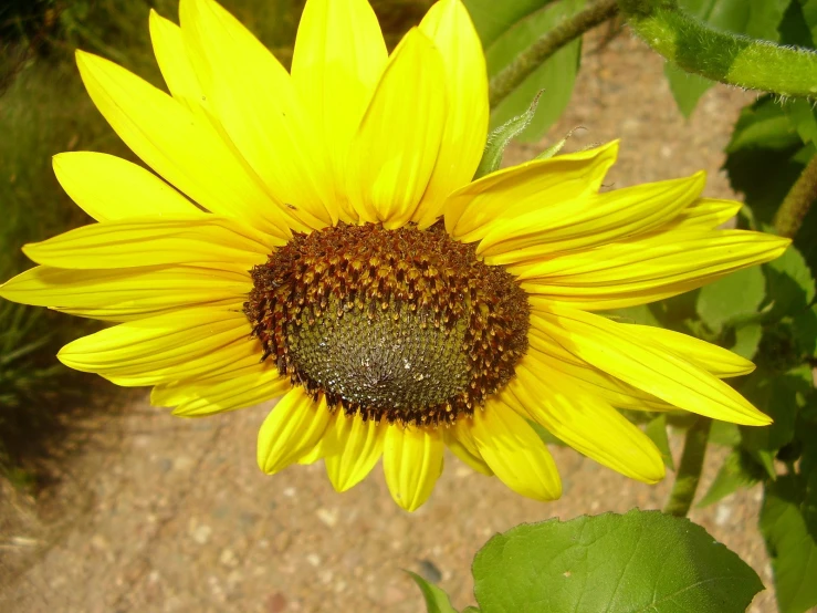 close up view of a yellow sunflower