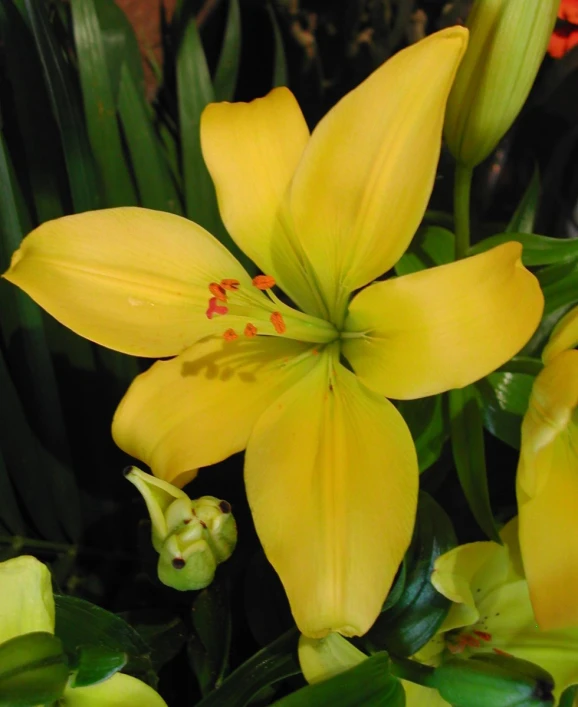 yellow flowers on green leaves and pink flowers