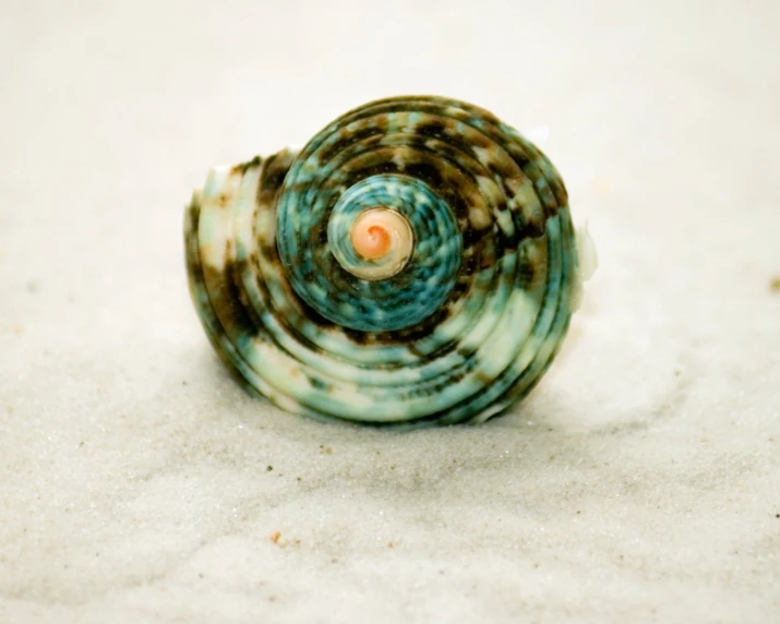 a close up of a single sea shell on white sand