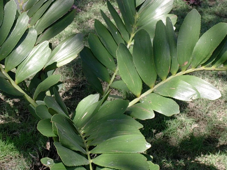 a green plant with long thin leaves sitting in the grass