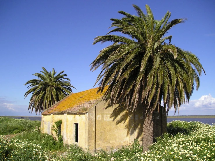 a house in the desert with a palm tree leaning against the roof