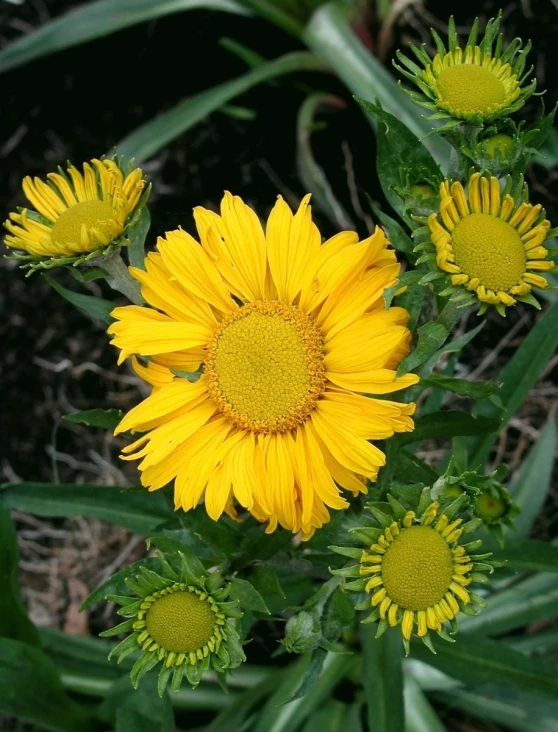 a big yellow flower next to the ground