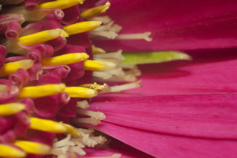 the petals and buds of a flower are still pink