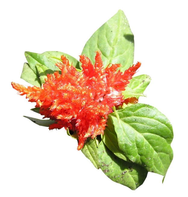 a red flower on some green leaves