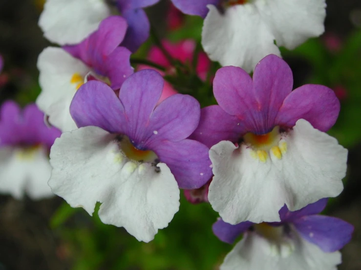 pretty blue and white flowers with tiny droplets