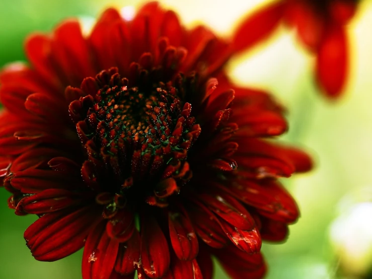 a close up view of a flower that is red