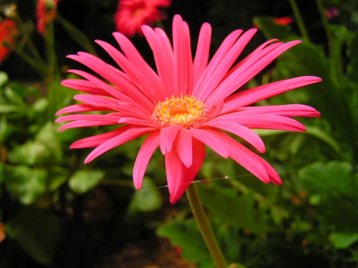 a pink flower blooming in front of some other plants