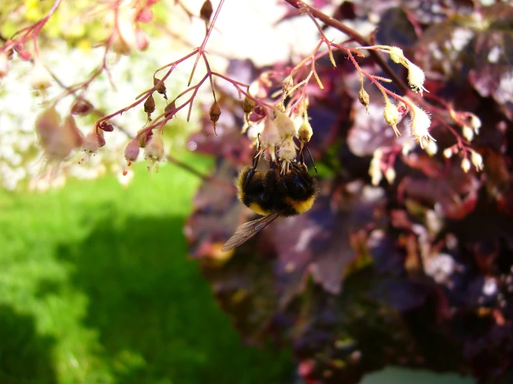 a bee that is sitting down on the nch of a tree