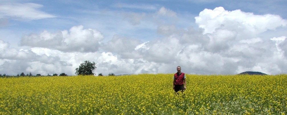a person standing in the middle of a yellow field