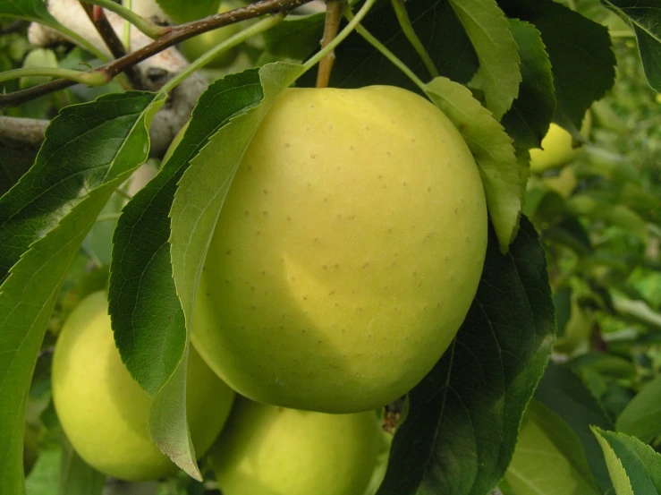 several apples hanging from a tree filled with leaves