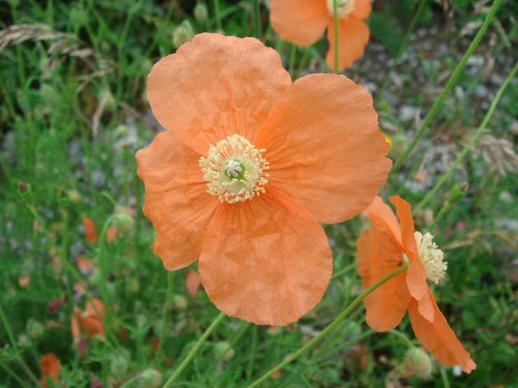 flowers blooming in an area of green and brown grass