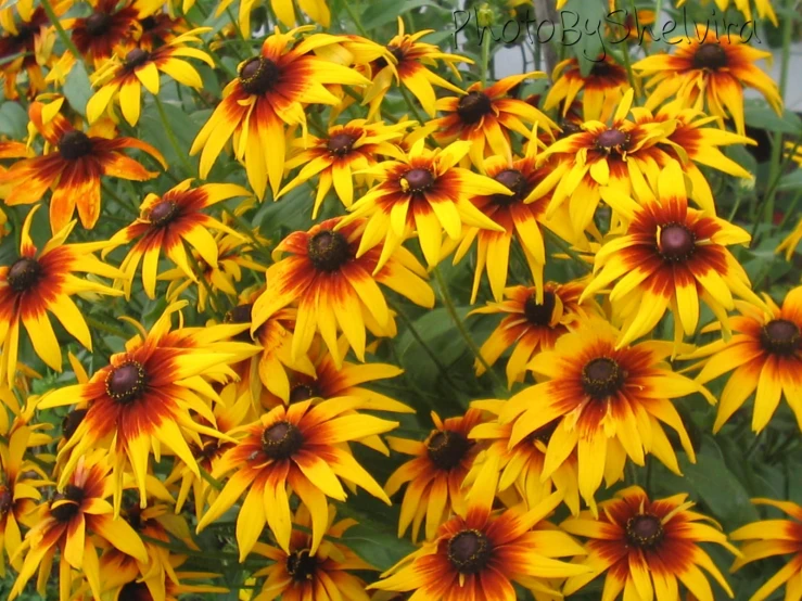 a group of large yellow flowers in the grass