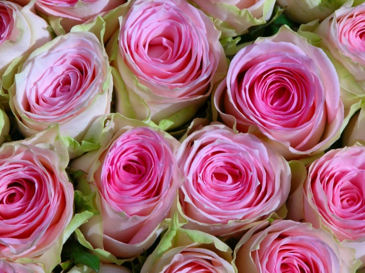 pink roses with green leaves are in a bunch