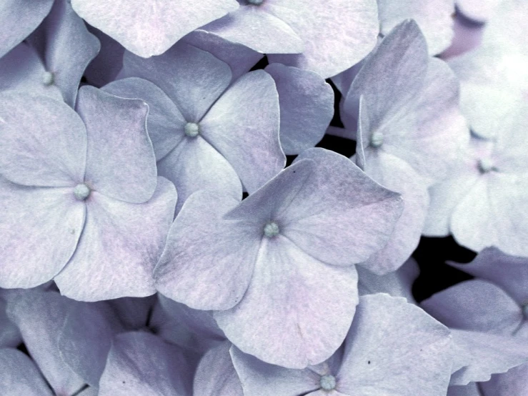 the leaves and flowers are being pographed together