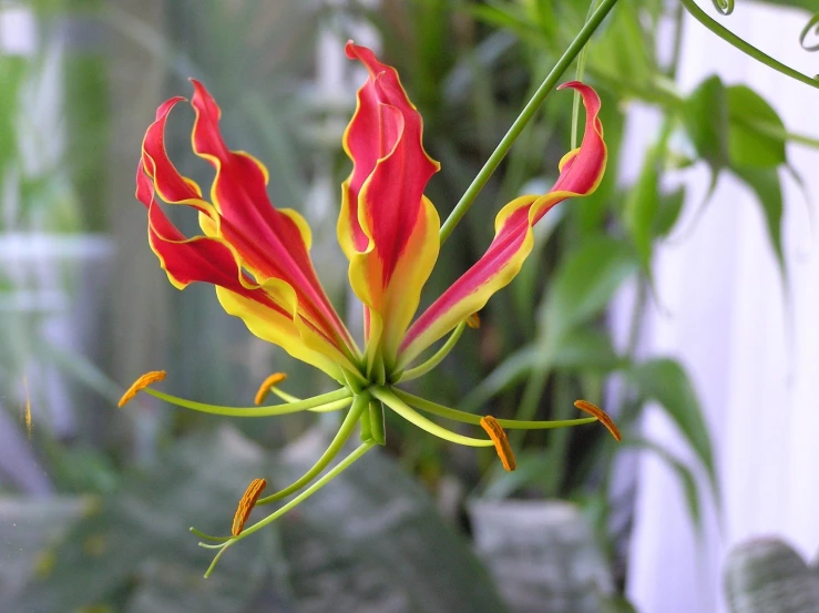 closeup of a yellow and red plant with lots of greenery in the background