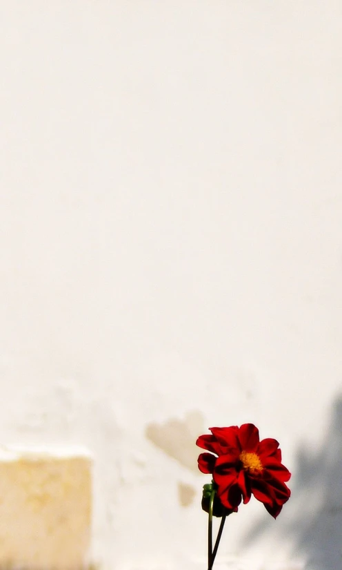 a small flower stands in a vase in front of a wall