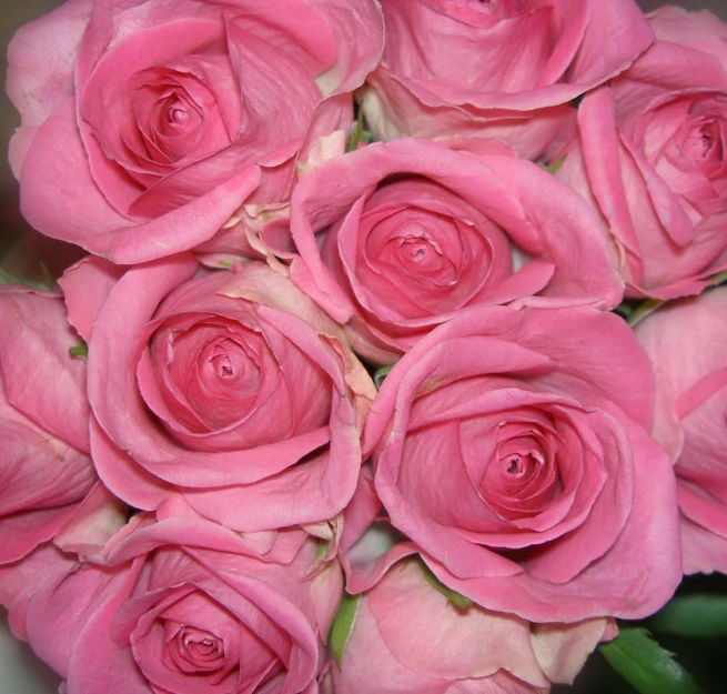 a bunch of pink roses that have been folded together