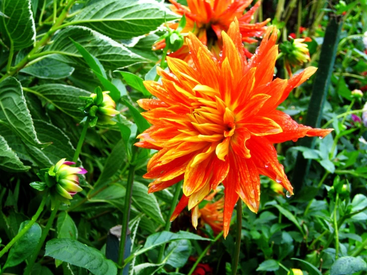 a big flower with water drops off the petals