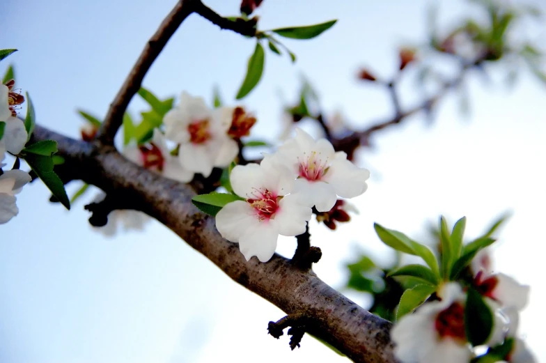 a tree limb with white flowers and green leaves