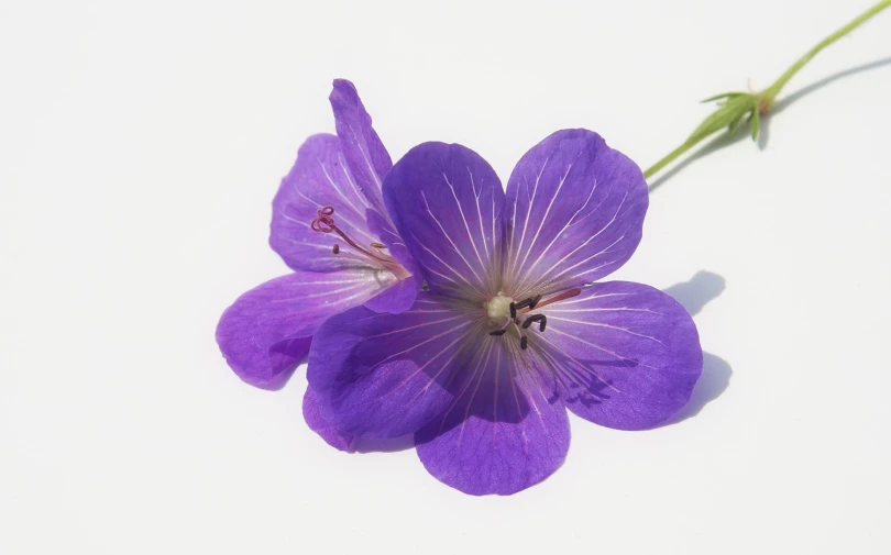 a purple flower that is standing up