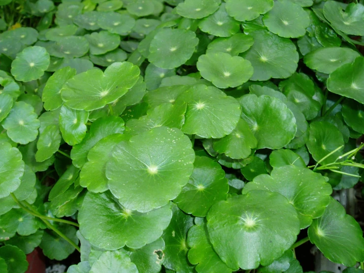 a green plant with green leaves on top of it