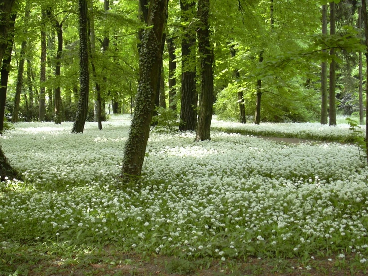 a lush green forest with white flowers and trees