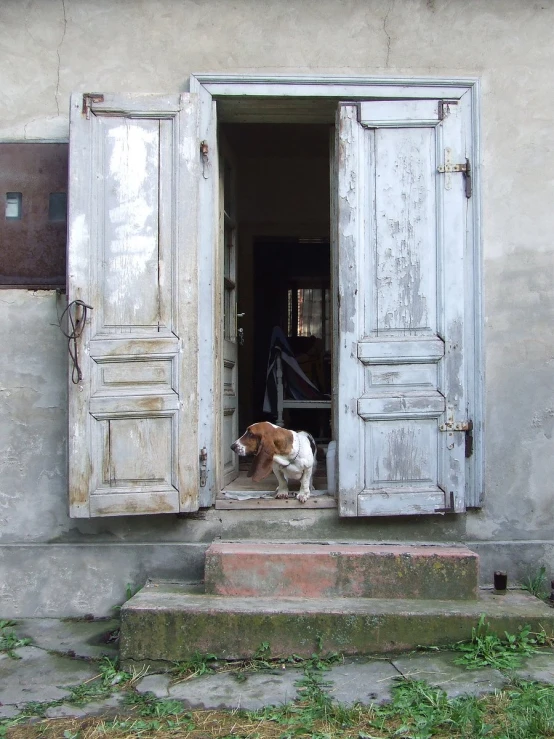 two dogs staring out a door on steps