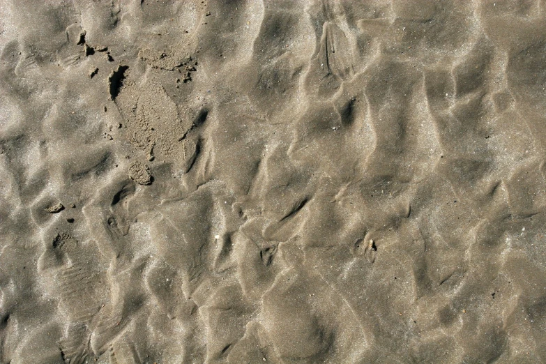 the sandy beach with footprints of birds on it
