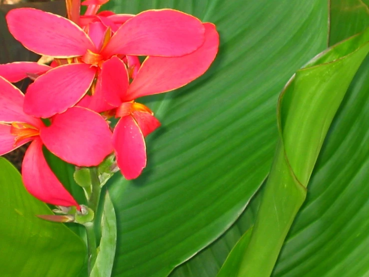 a group of red flowers blooming on top of a green plant