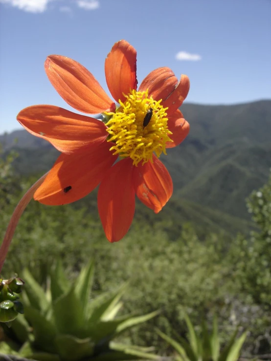 a big pretty orange flower with some sort of bug