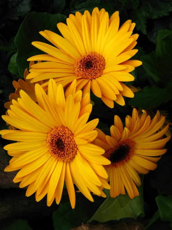 two yellow daisies are surrounded by green foliage