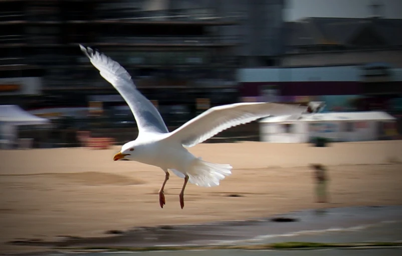 the seagull is flying very high in the sky