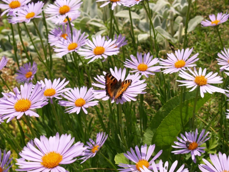 a small erfly is on the purple flower