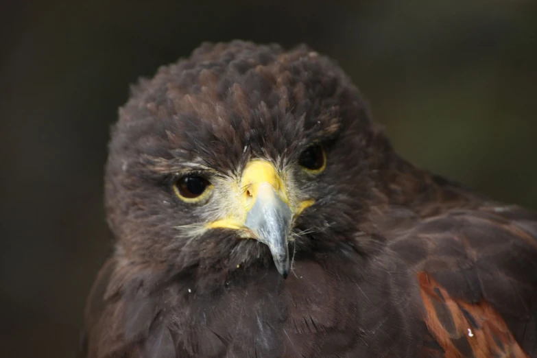 a bird with a very large head and bright yellow eyes