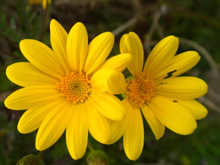 two yellow daisies in bloom on a sunny day