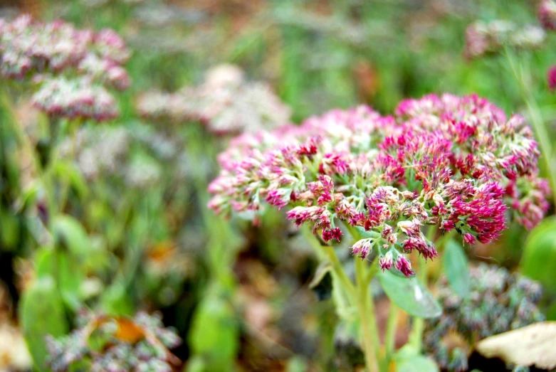 a cluster of pink and green flowers growing in the dirt