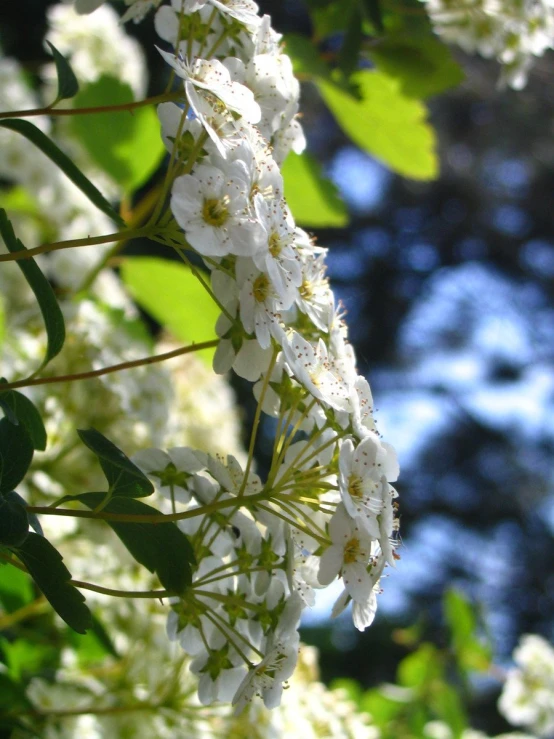 some white flowers in the midst of a forest