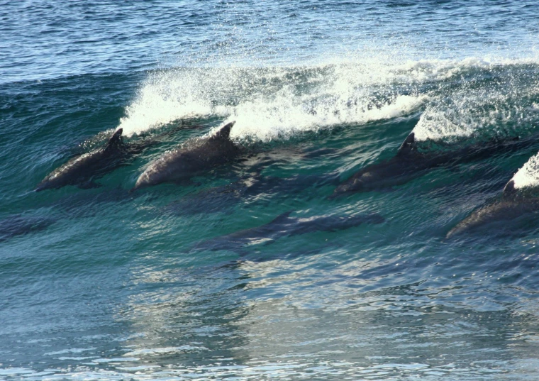 a group of dolphins riding waves in the ocean